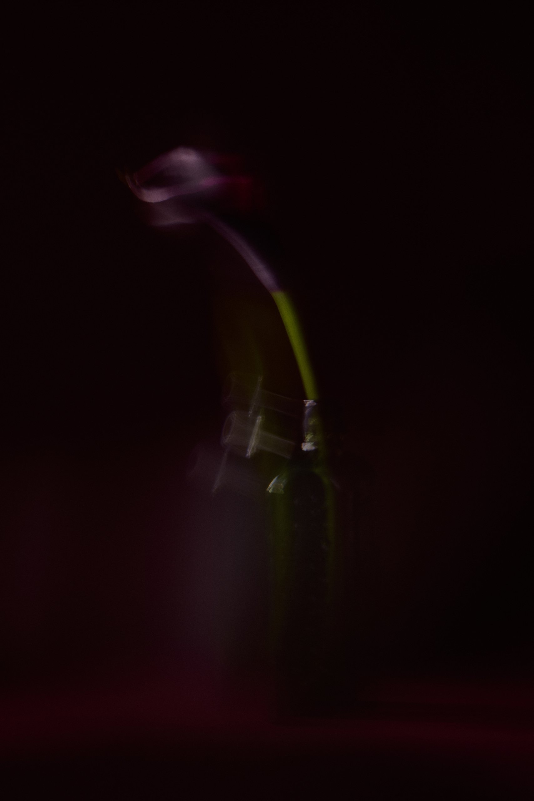 A calla lily in green glass, its form doubled by lens movement during the exposure, Threshold by Hannah Caldwell