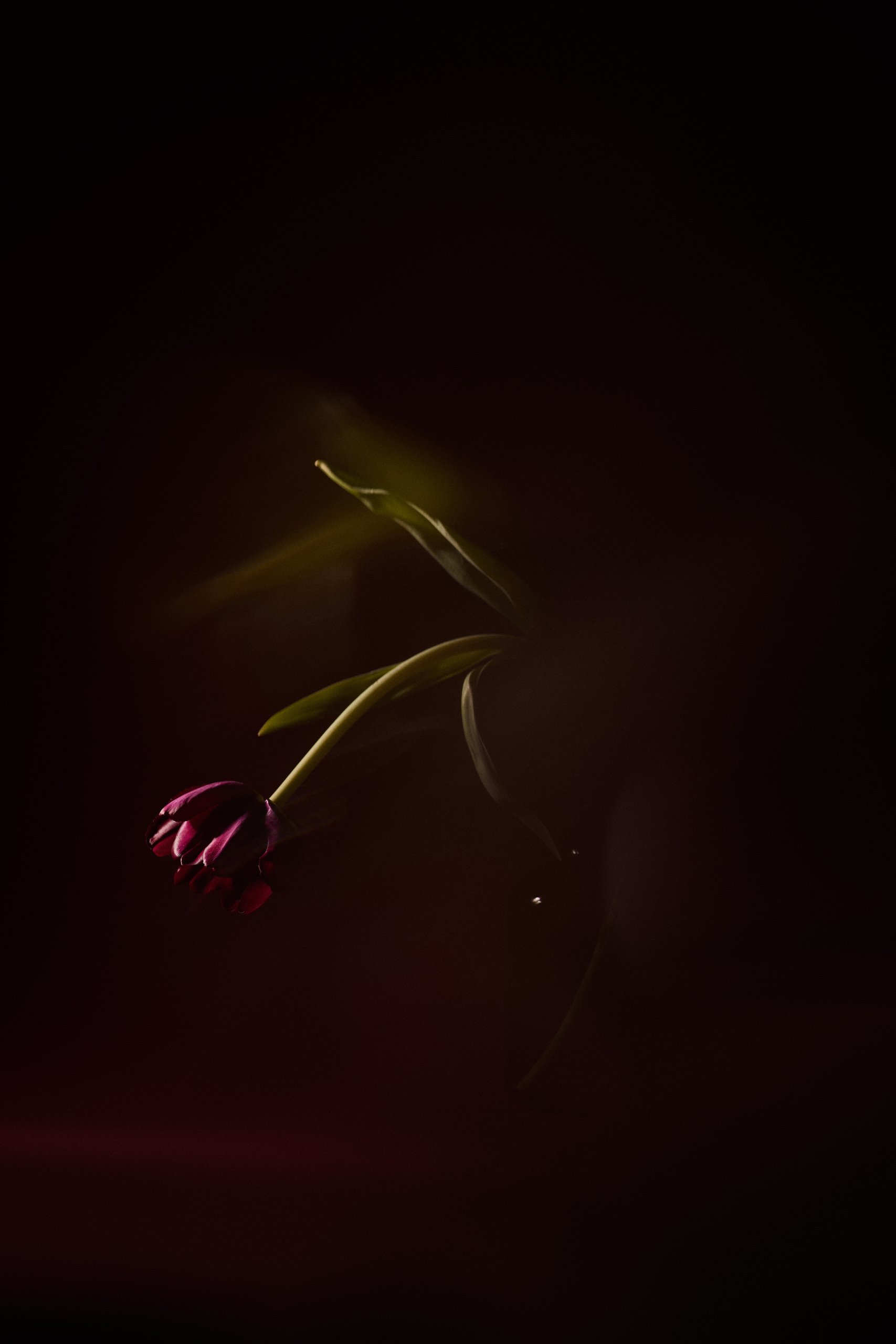 A bowed tulip blurred in motion against black, Threshold by Hannah Caldwell