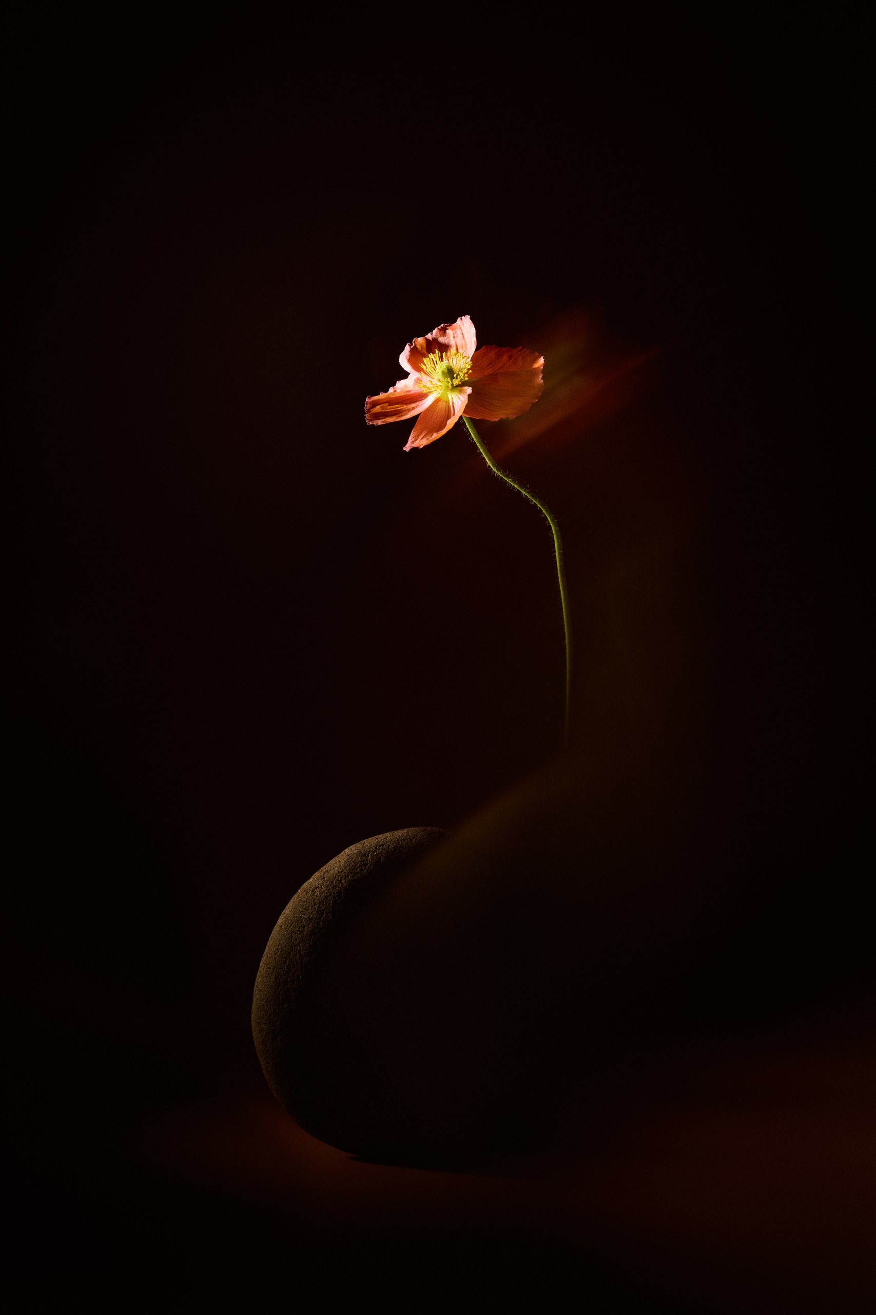 A white peony holding the only light in the frame, Threshold by Hannah Caldwell