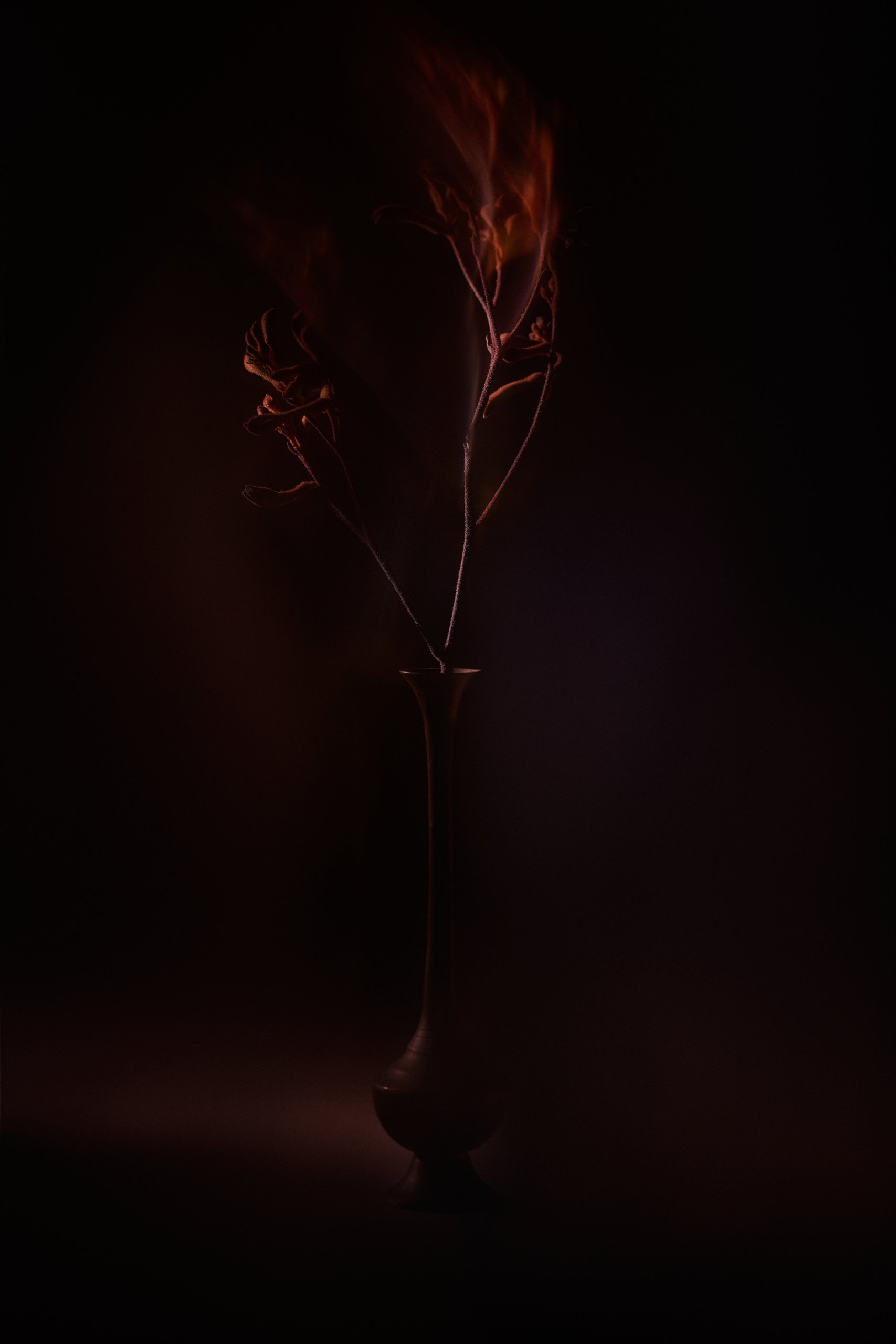 A dried leaf traced by movement made inside the exposure, Threshold by Hannah Caldwell