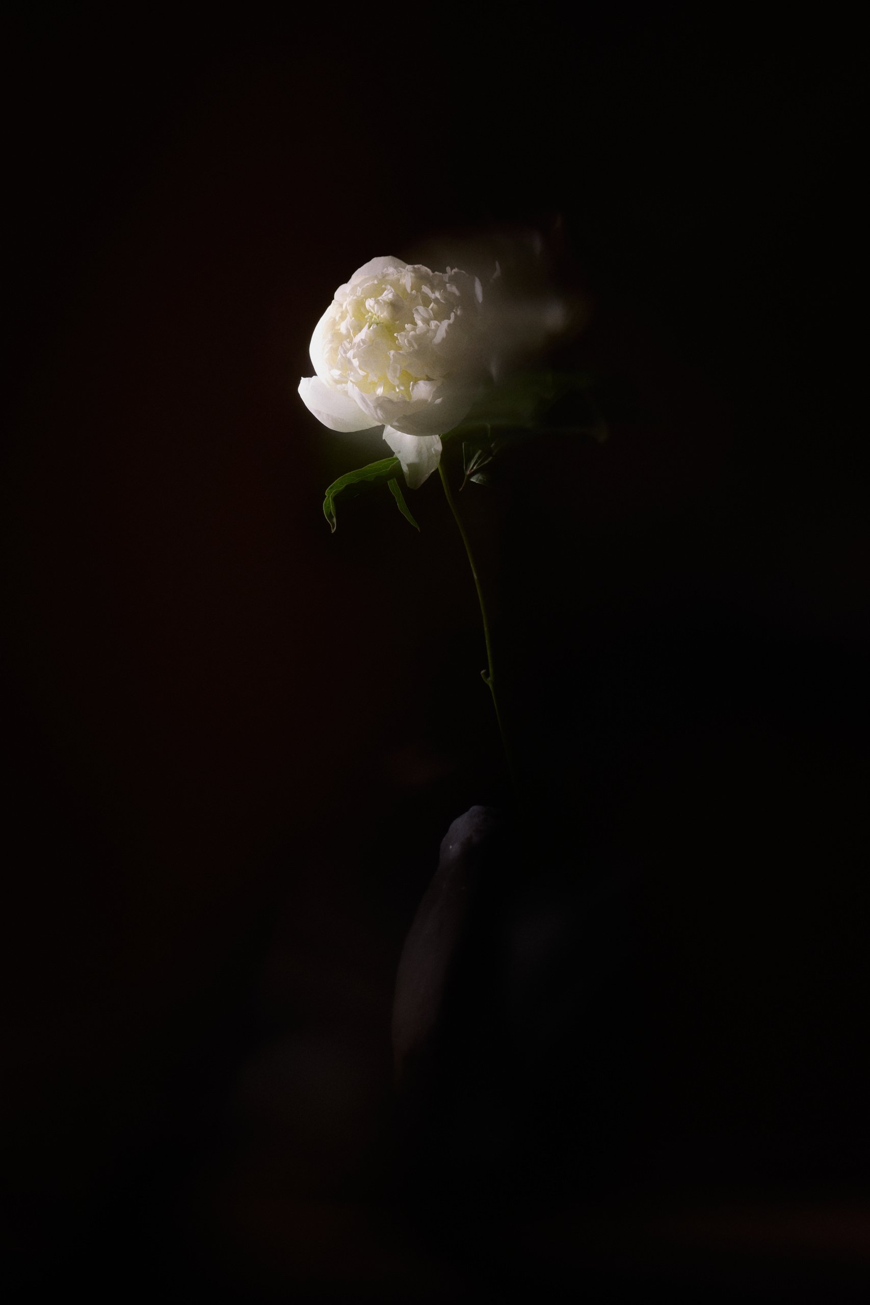 A tall dried stem in a dark vase, quiet against black, Threshold by Hannah Caldwell