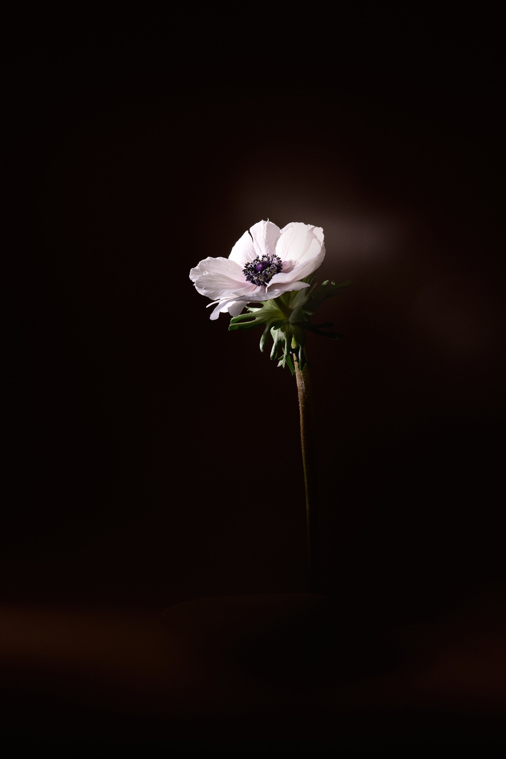 An anemone falling to black, the hush that closes the series, Threshold by Hannah Caldwell