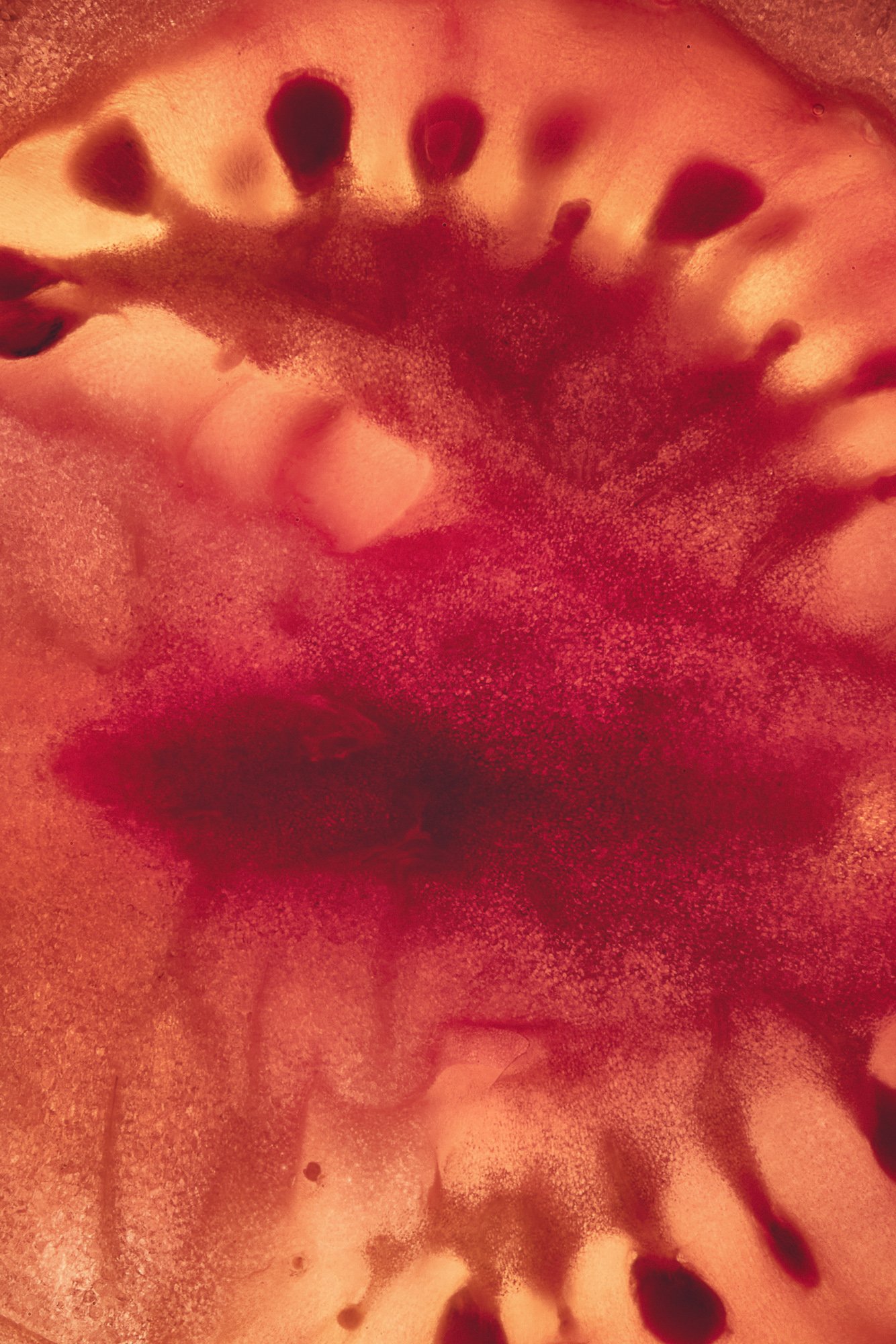 A ripe tomato on the vine, Inside Out by Hannah Caldwell