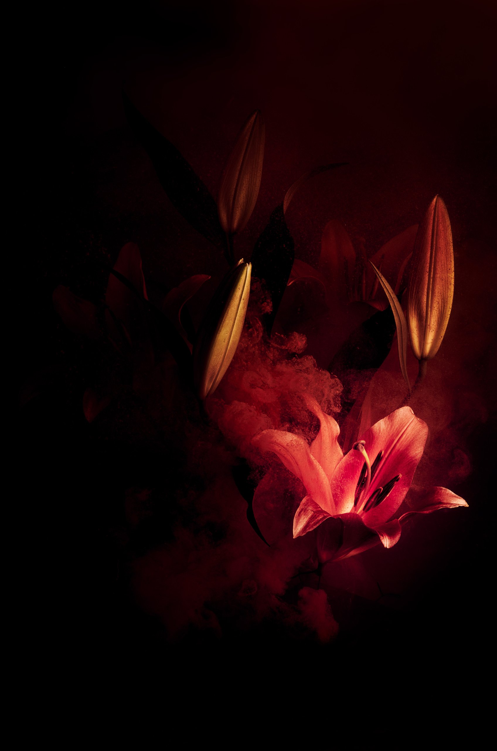 A flower drifting in water, ink blooming around it, Transience by Hannah Caldwell