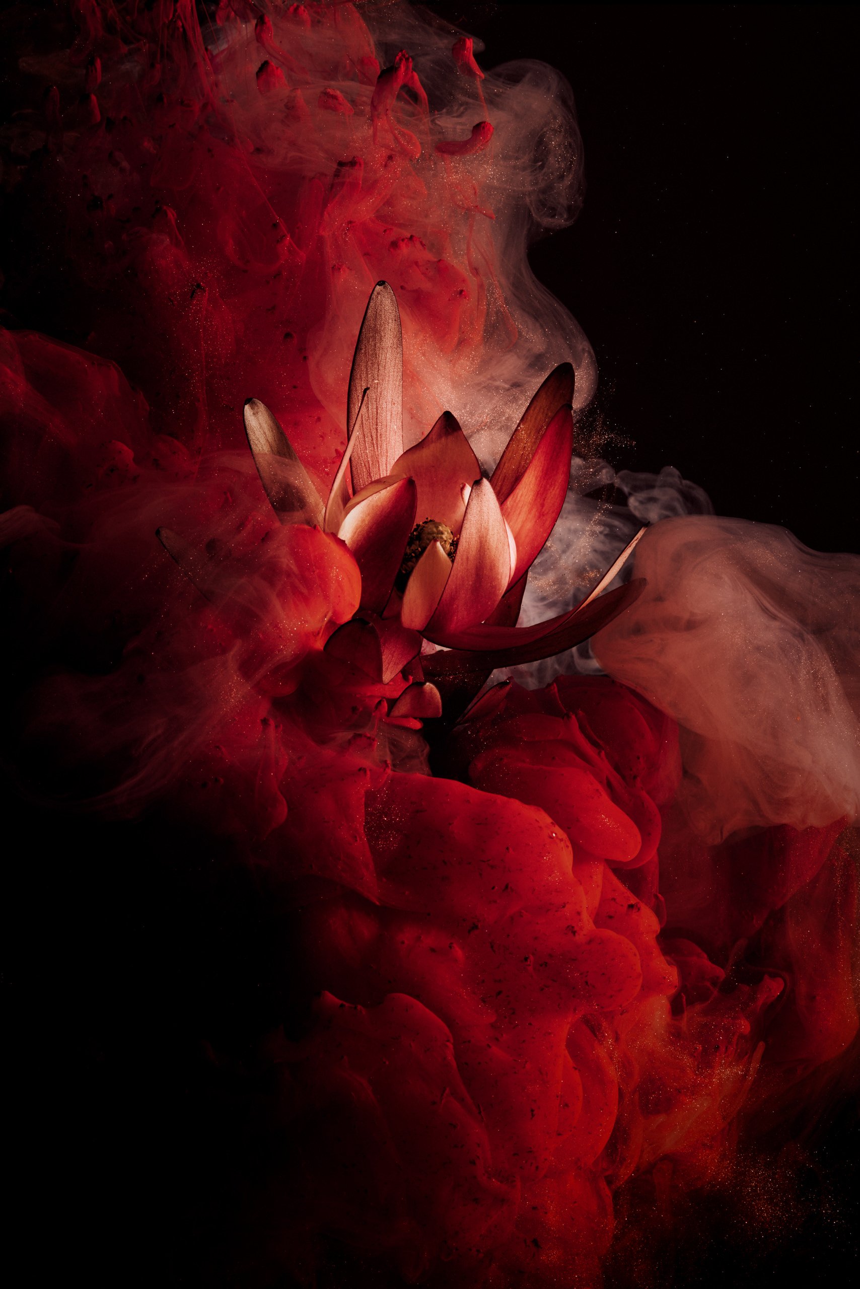 A bloom suspended in water, veiled by dissolving ink, from the Transience series by Hannah Caldwell