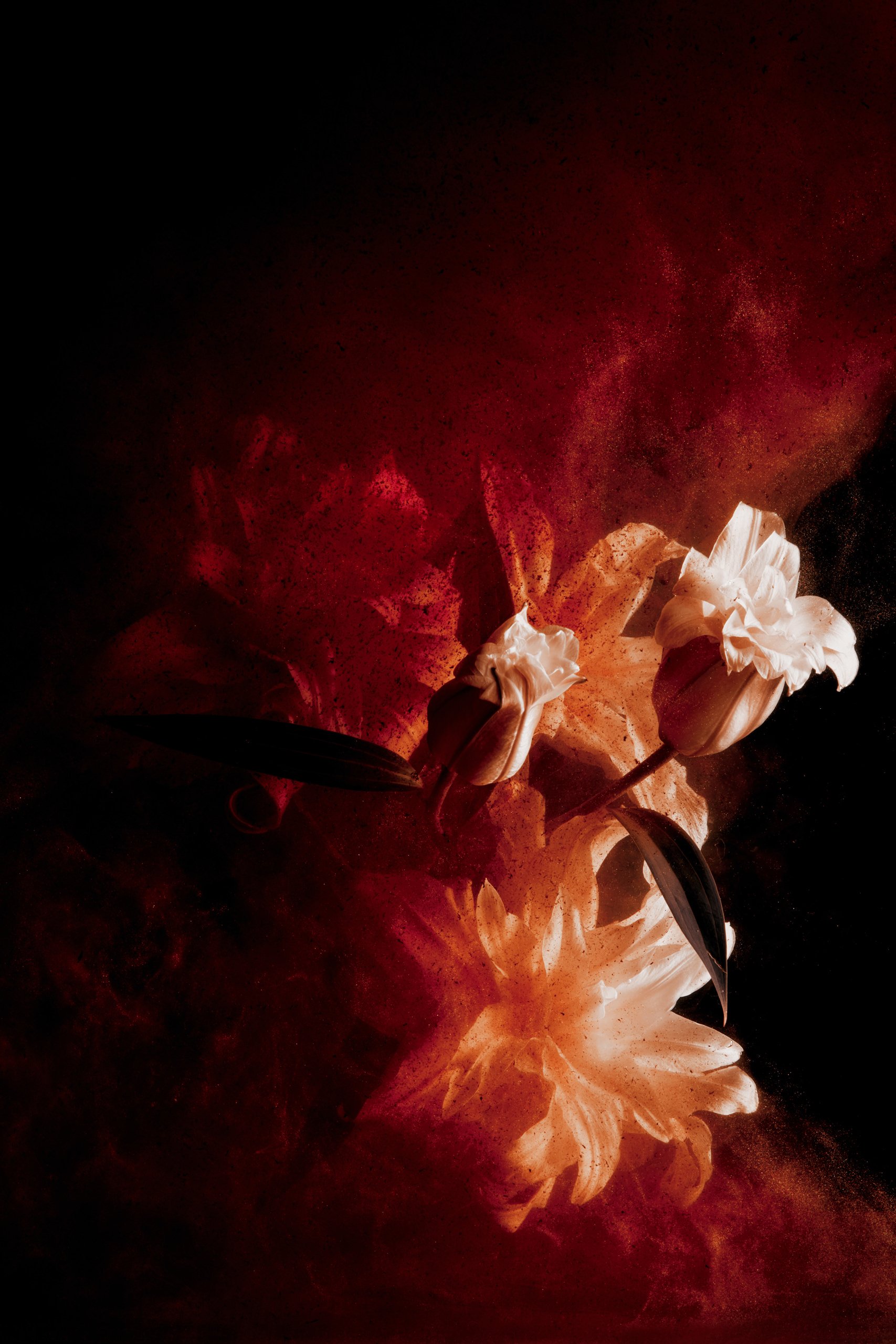 A bloom dissolving into darkness and water, Transience by Hannah Caldwell