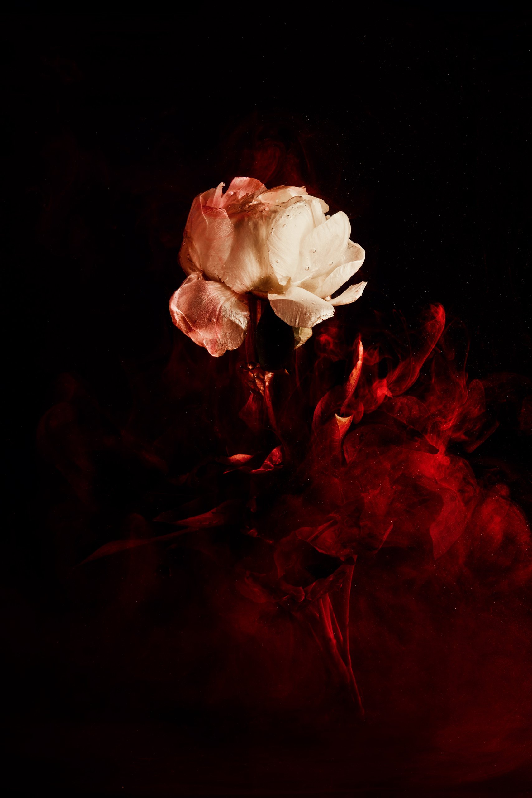 Ink curling around a submerged flower, Transience by Hannah Caldwell