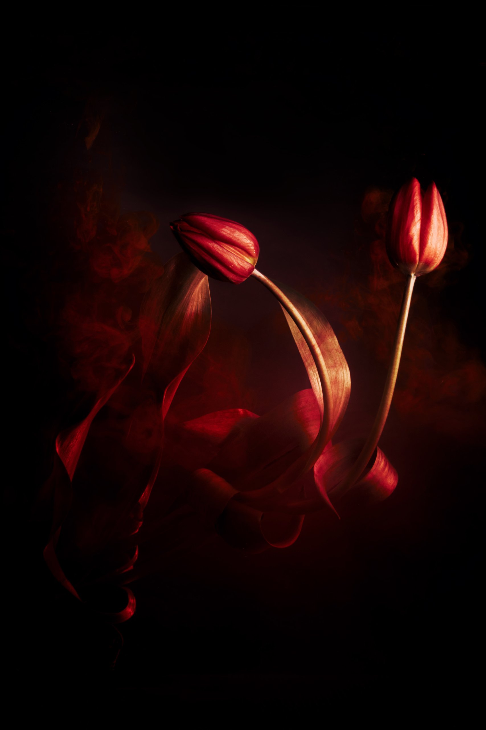 A flower held in suspended motion beneath the surface, Transience by Hannah Caldwell