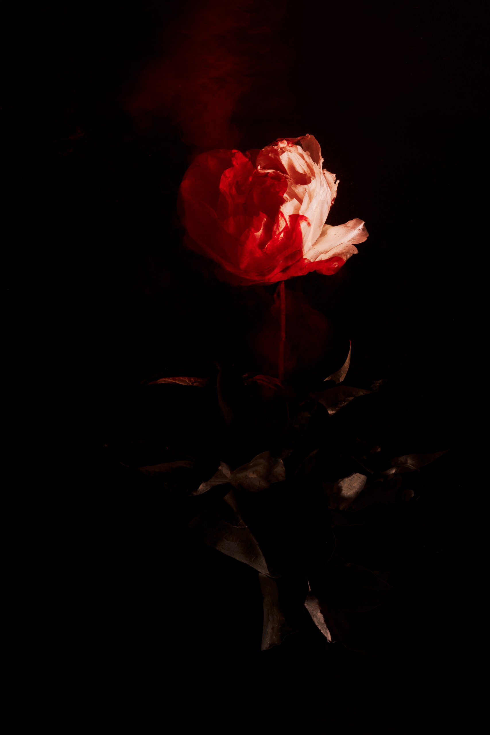 Petals suspended in still, dark water, Transience by Hannah Caldwell