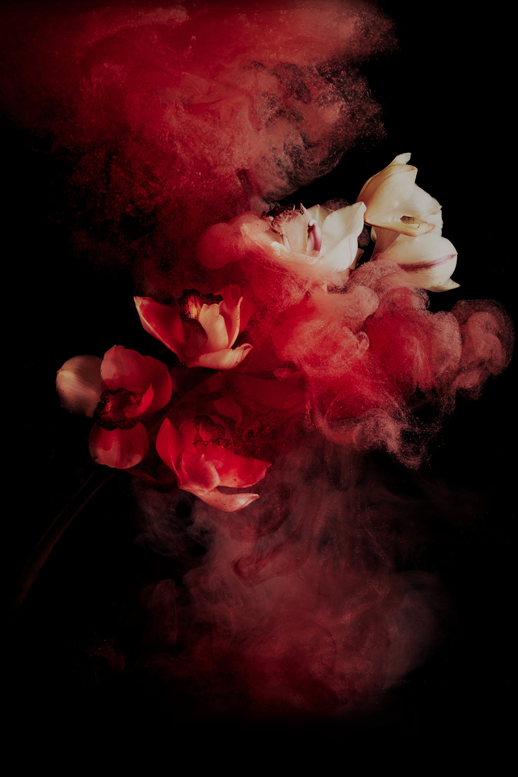 Orchid blooms cloaked in dissolving ink, Transience by Hannah Caldwell