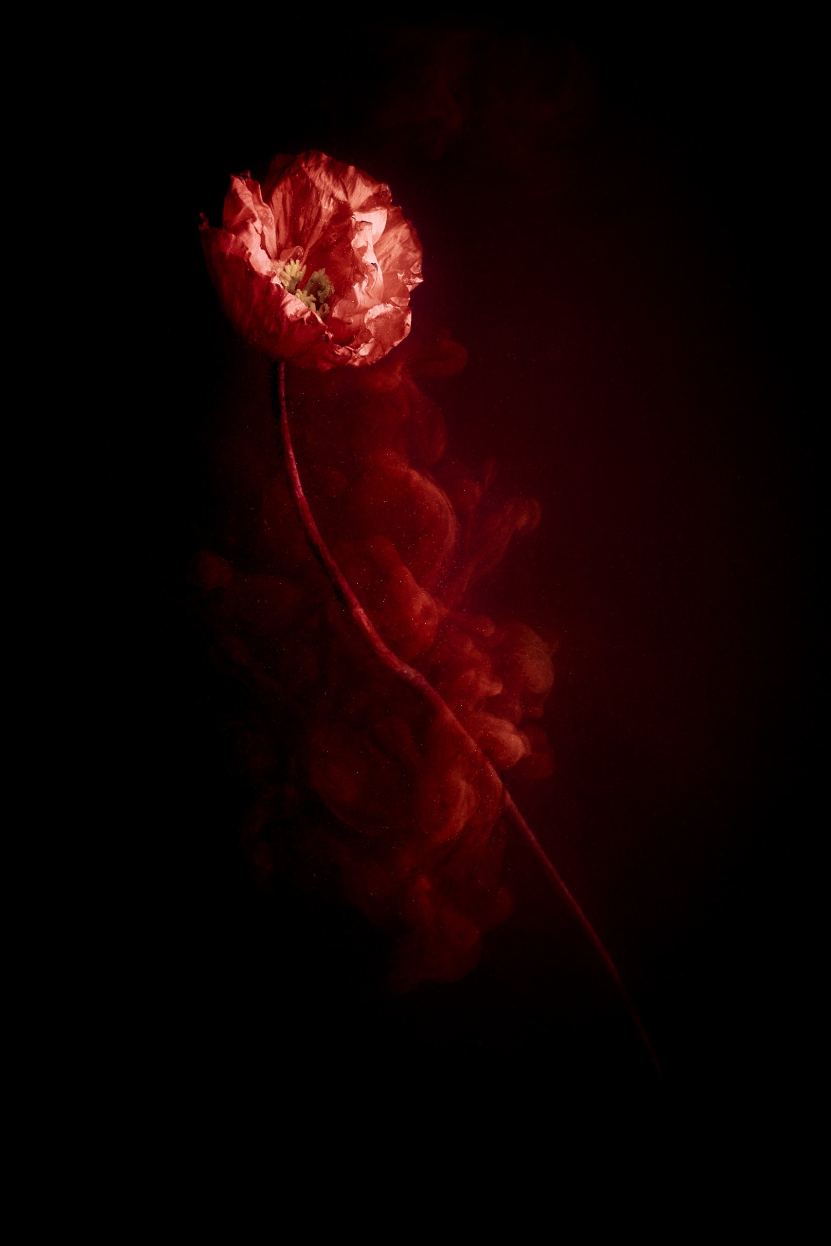 A single poppy suspended in water as dissolving ink veils the petals, Transience by Hannah Caldwell